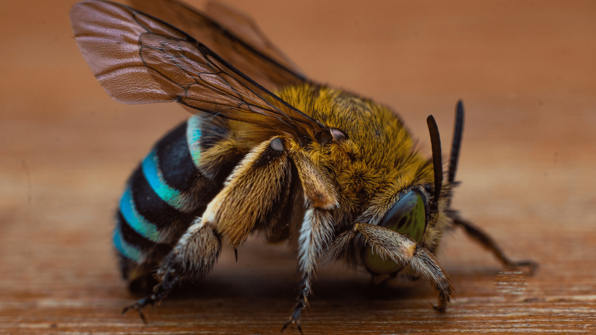 Blue-banded bee (Amegilla cingulata)